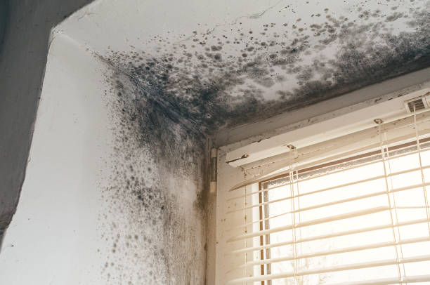 Affordable Hvac And Air Duct Mold Remediation solutions in Battle Ground, WA